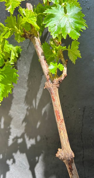 Uva Moscatel Italiano envio (leer todo)