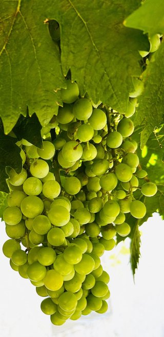 Uva Moscatel Italiano envio (leer todo)