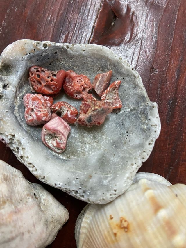 Lote de caracolas y conchas marinas