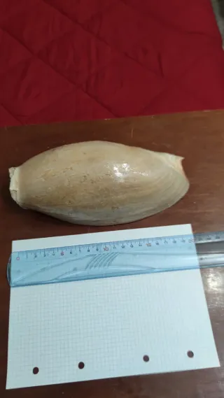 Conchiglia marina decorativa