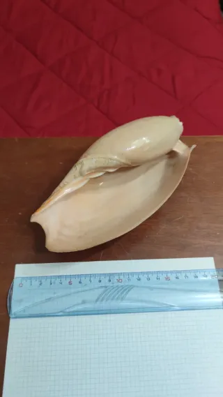 Conchiglia marina decorativa