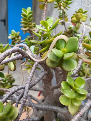 Bicho de goma para bonsai