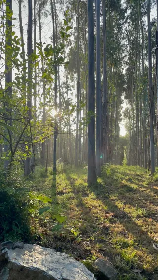 Camión para transporte de leña