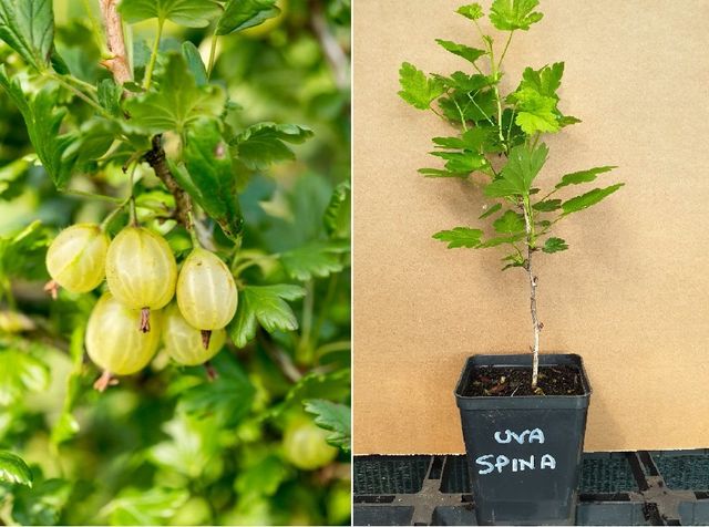 2 Piante di  Uva Spina buonissima 