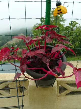 Planta roja