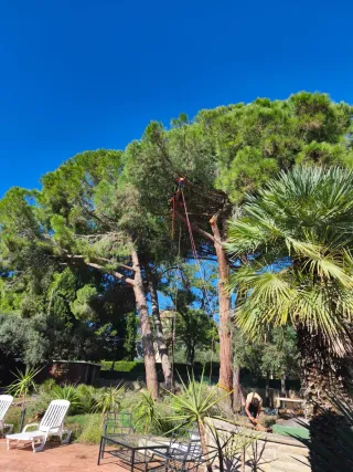 Tala y poda en altura