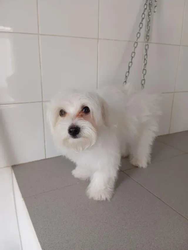 Peluquero Canino Zona Castalia