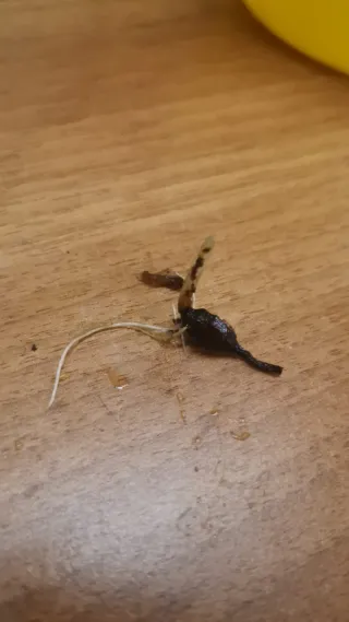 Alocasia Pink Dragon - Cormi