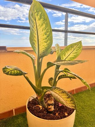 Planta de interior Dieffenbachia