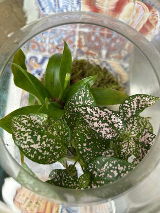 Terrario plantas ecosistema