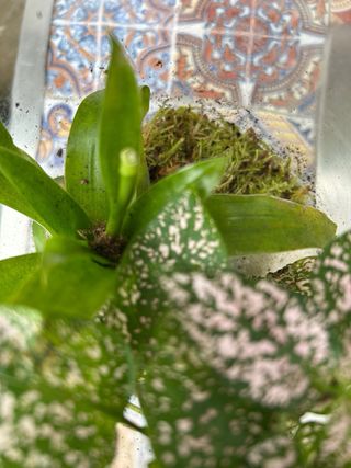 Terrario plantas ecosistema