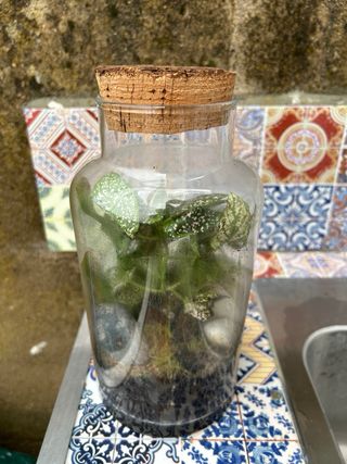 Terrario plantas ecosistema