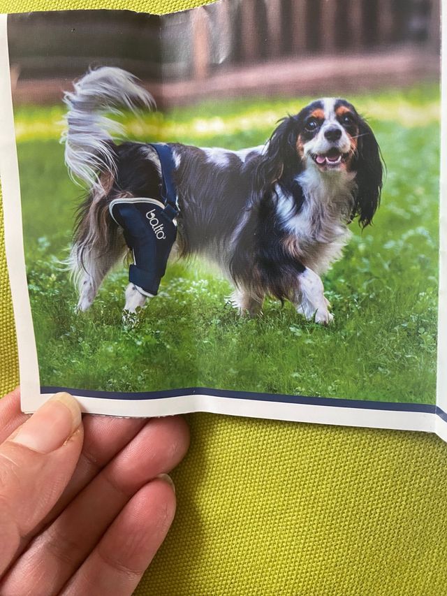 Supporto ginocchio cane Balto