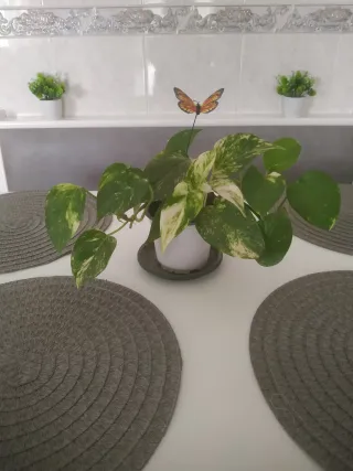 Poto Maceta Pequeña