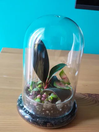 Terrario eterno plantas especiales