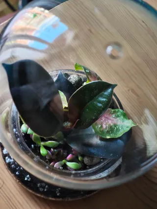 Terrario eterno plantas especiales