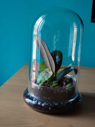 Terrario eterno plantas especiales