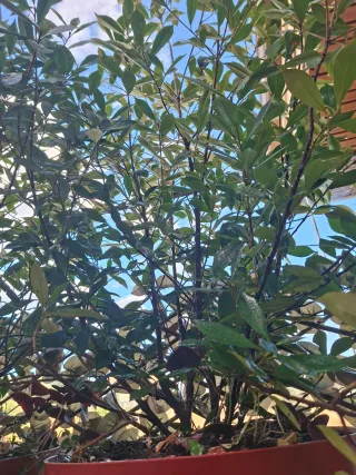 Dos Plantas  con maceta  de 40x36 cada una 15€