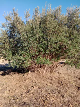 Terreno con escrituras en venta en Bollullos del c