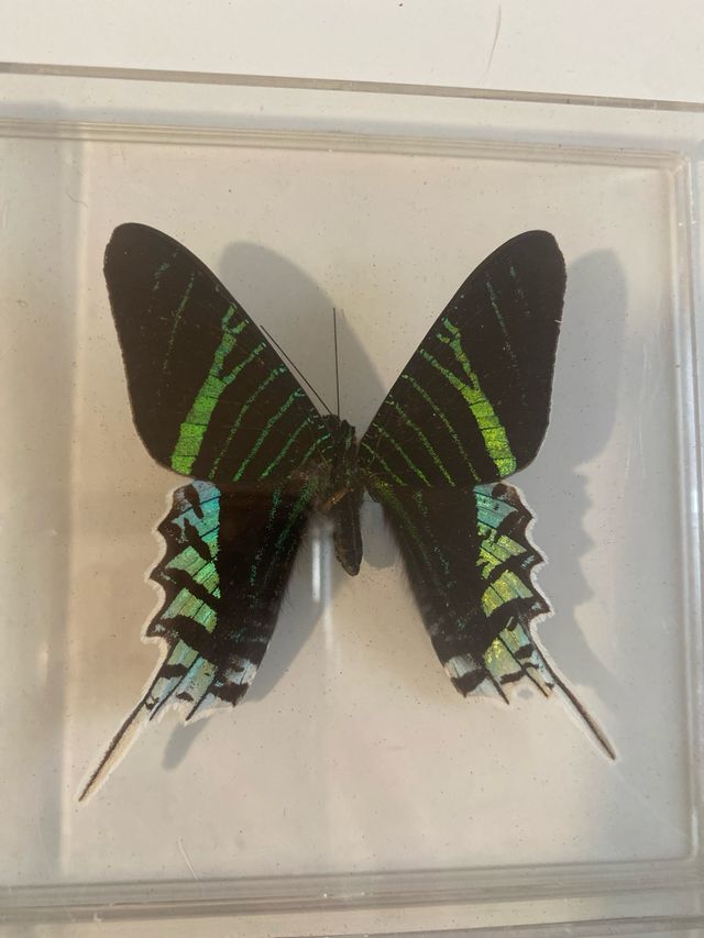 Lote Colección 5 Mariposas