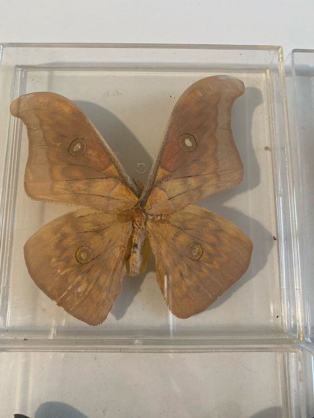 Lote Colección 5 Mariposas