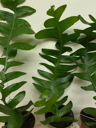 Epiphyllum Chrysocardium pianta