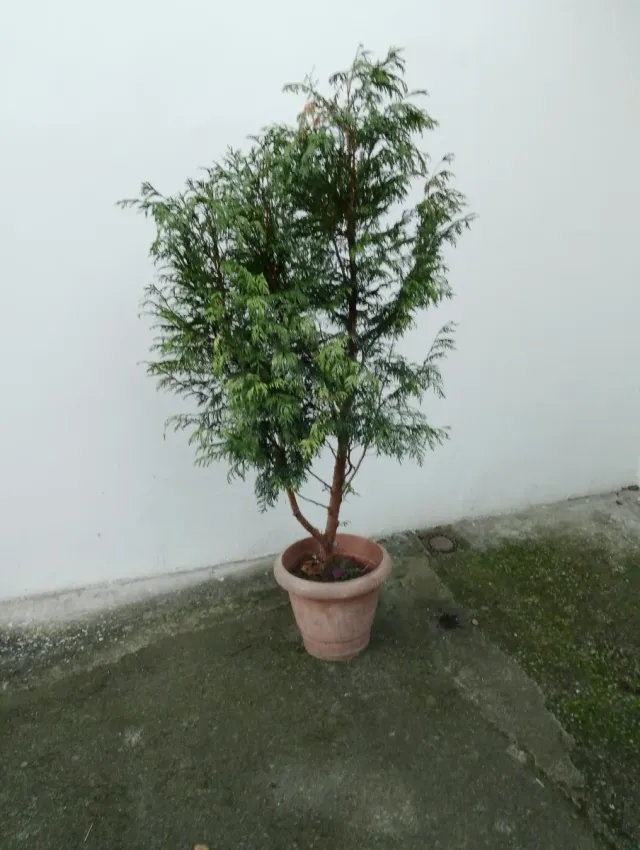 Pino decorativo Navidad