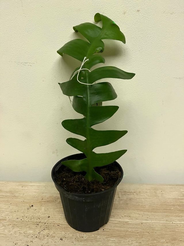 Pianta Epi Chrysocardium