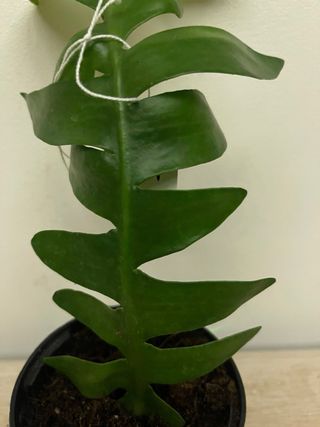 Pianta Epi Chrysocardium