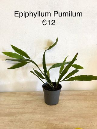 Epiphyllum Pumilum Fiore Bianco