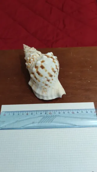 Conchiglia marina decorativa