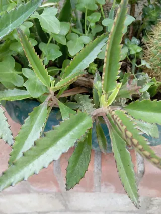 3 piantine con radici e plantule