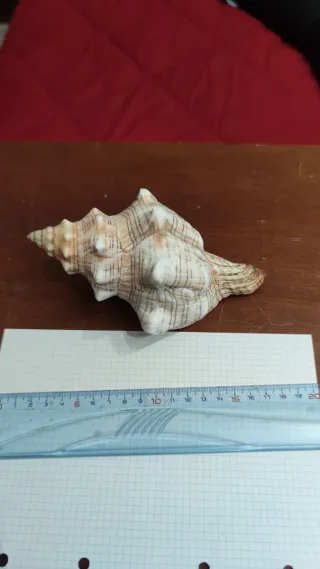 Conchiglia marina decorativa