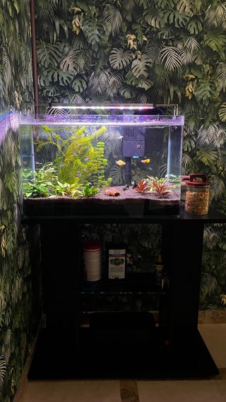 Urna Acuario Panorámica 80L