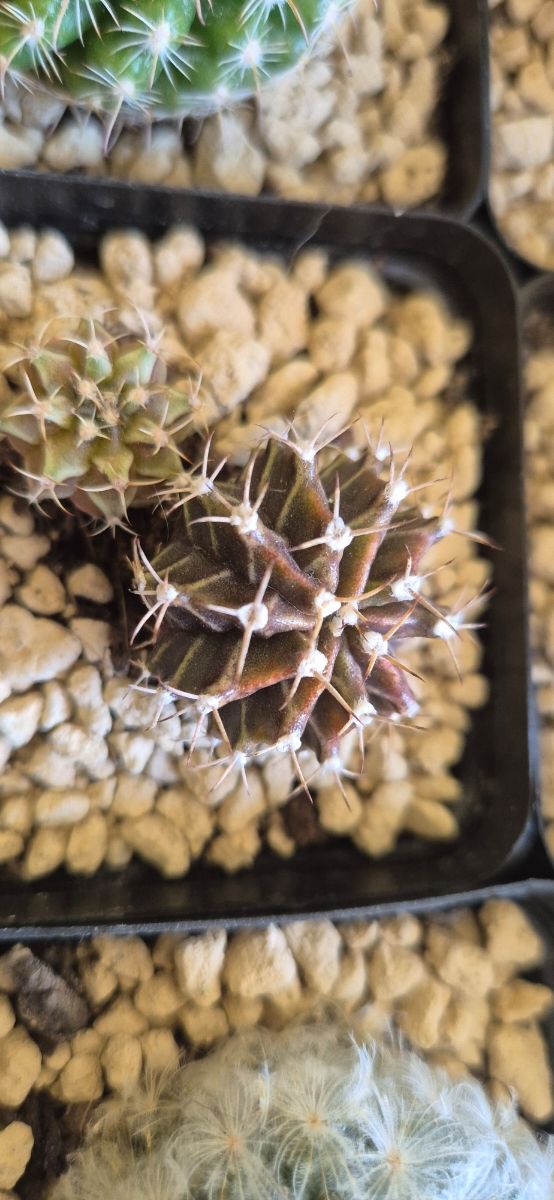 Pianta grassa cactus