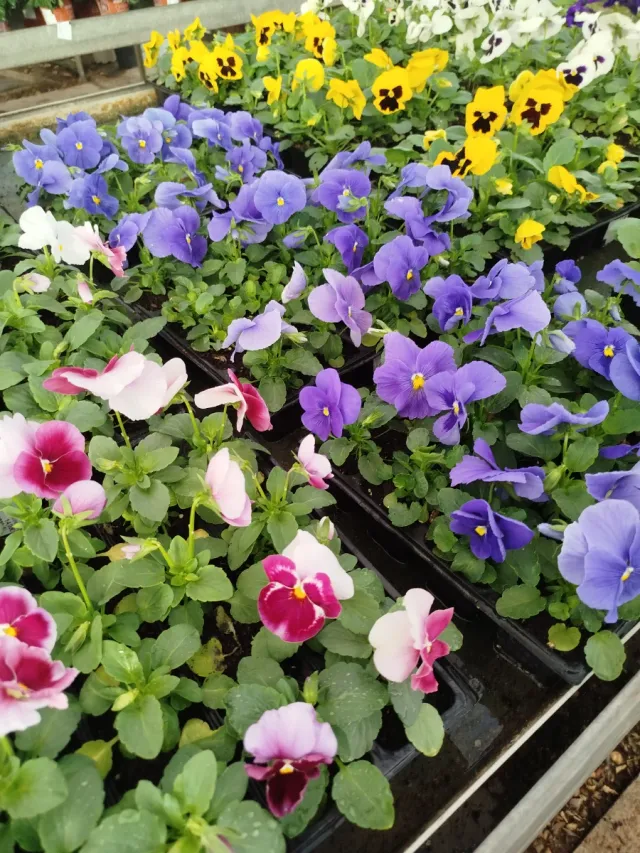 Violas y Pensamientos - Flores Variadas