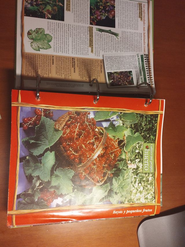 Cultivo mi propio huerto. Del huerto a la cocina.