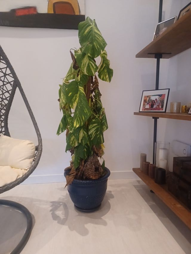 Planta enredadera con maceta grande