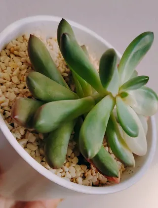 Echeveria Torres Variegata Pianta Succulenta