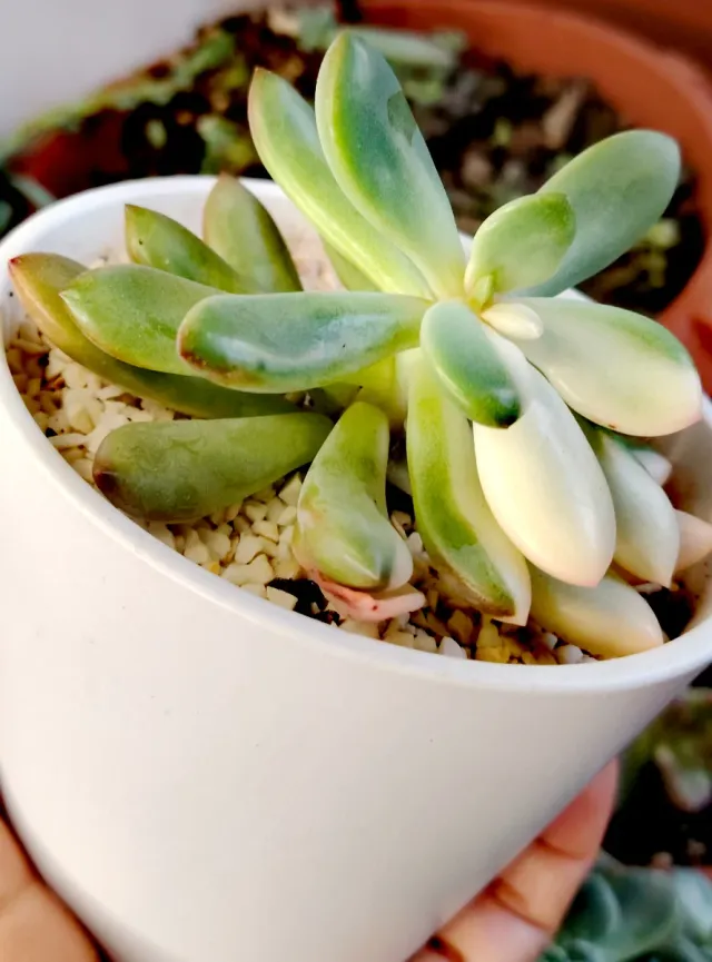 Echeveria Torres Variegata Pianta Succulenta