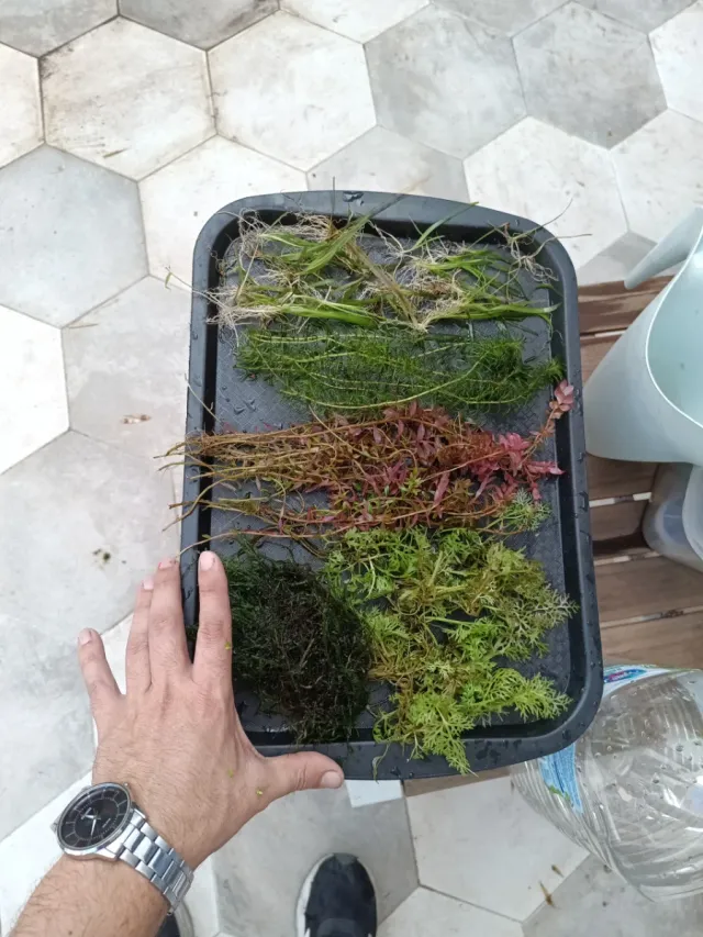 Pack Plantas Acuario Variadas