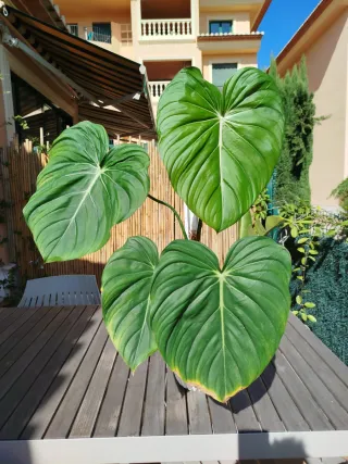 Philodendron Mc Dowell