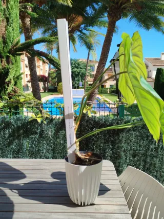 Philodendron Mc Dowell