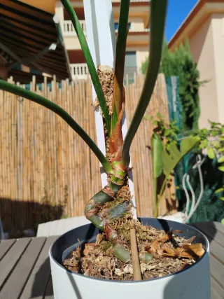 Philodendron Mc Dowell