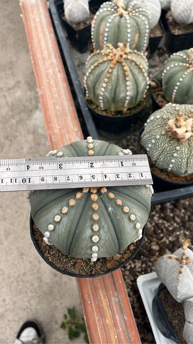 Astrophytum da collezione pianta da semina del ‘91
