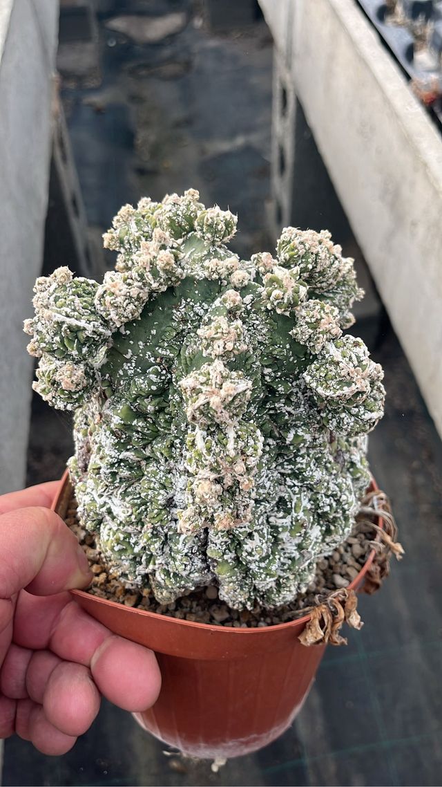 Astrophytum grande da collezione