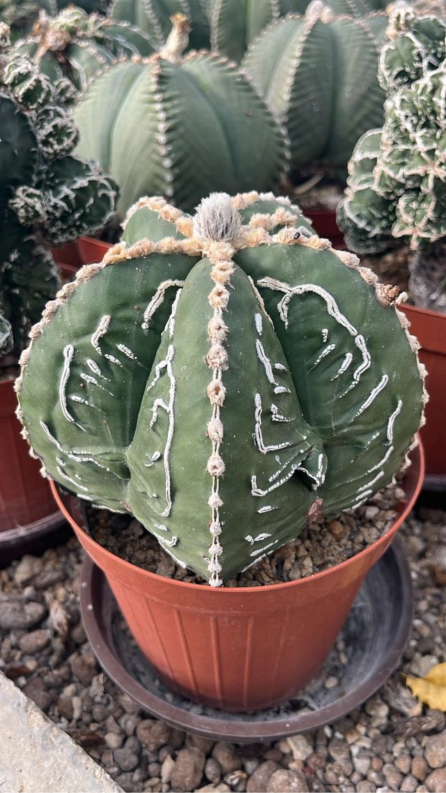 Astrophytum grande da collezione