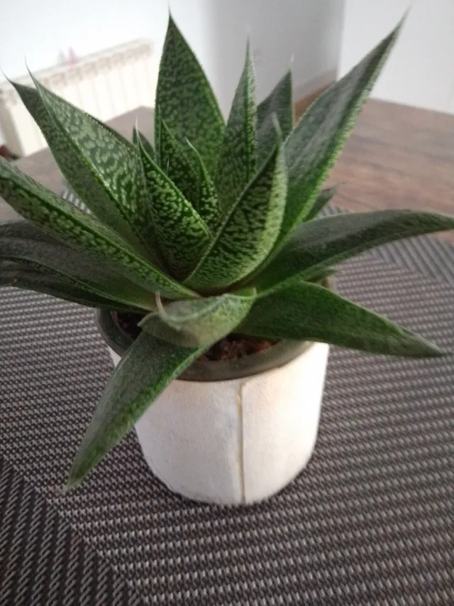 Planta suculenta en maceta