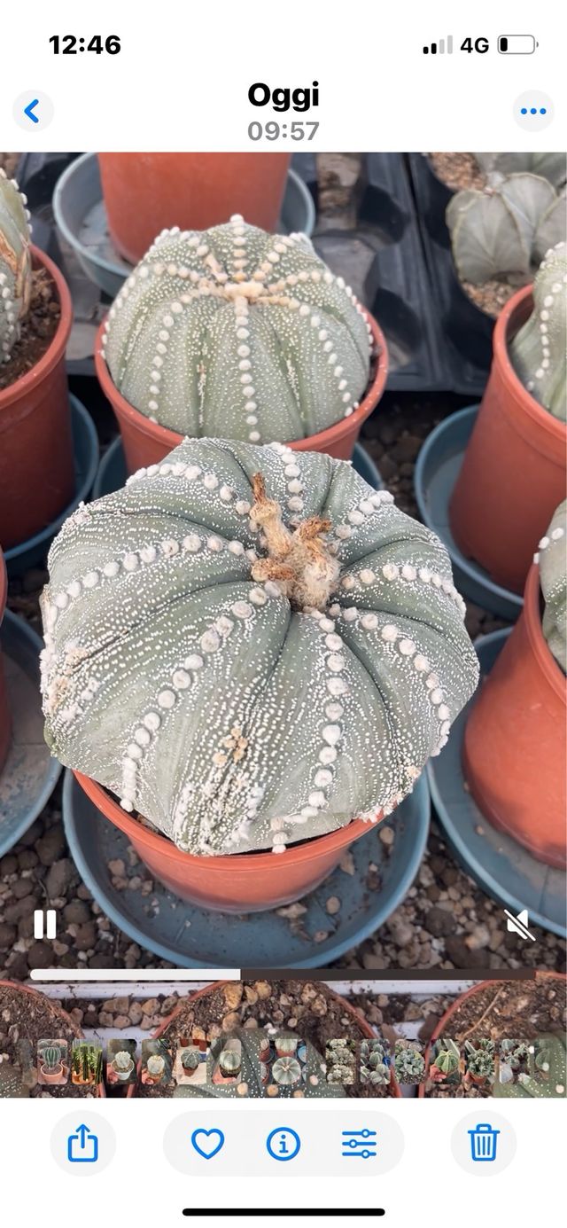 Astrophytum Asterias - Semi 1991