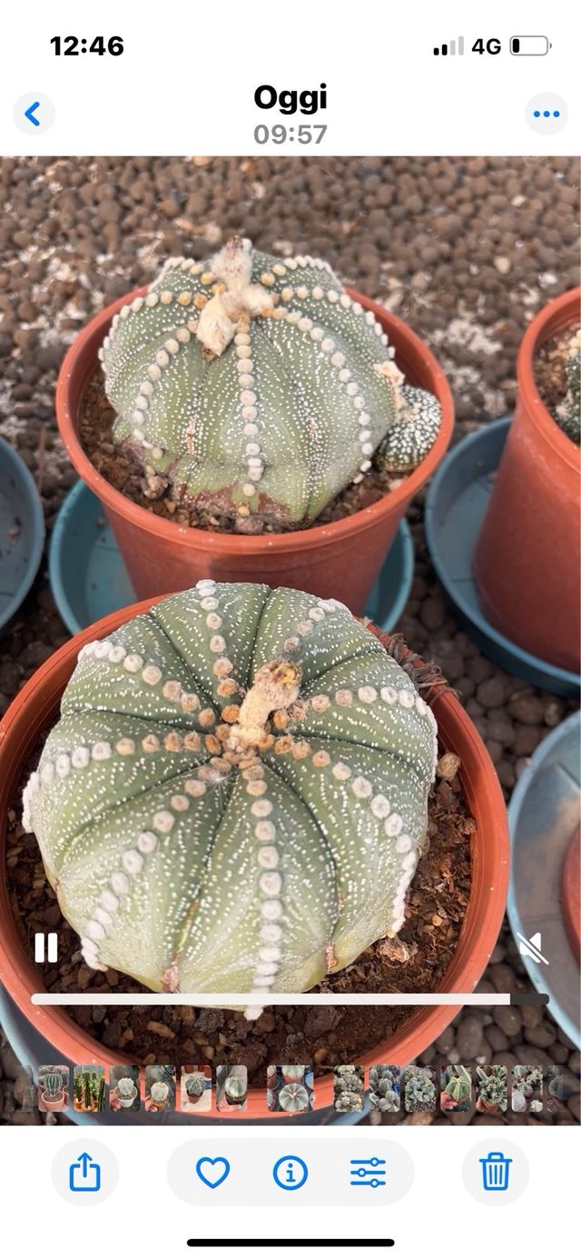 Astrophytum Asterias - Semi 1991